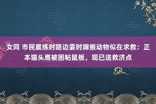 女同 市民晨练时路边霎时蹿搬动物似在求救：正本猫头鹰被困粘鼠板，现已送救济点