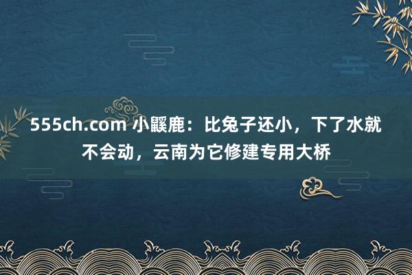 555ch.com 小鼷鹿：比兔子还小，下了水就不会动，云南为它修建专用大桥